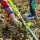 preview image12 fattoria didattica
